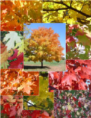leaves.jpg